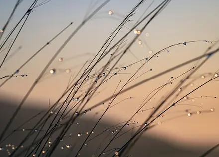 Raindrops on a spider web, symbolising connection