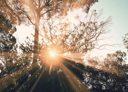 Silhouette of trees against sunset, symbolising inner reflection