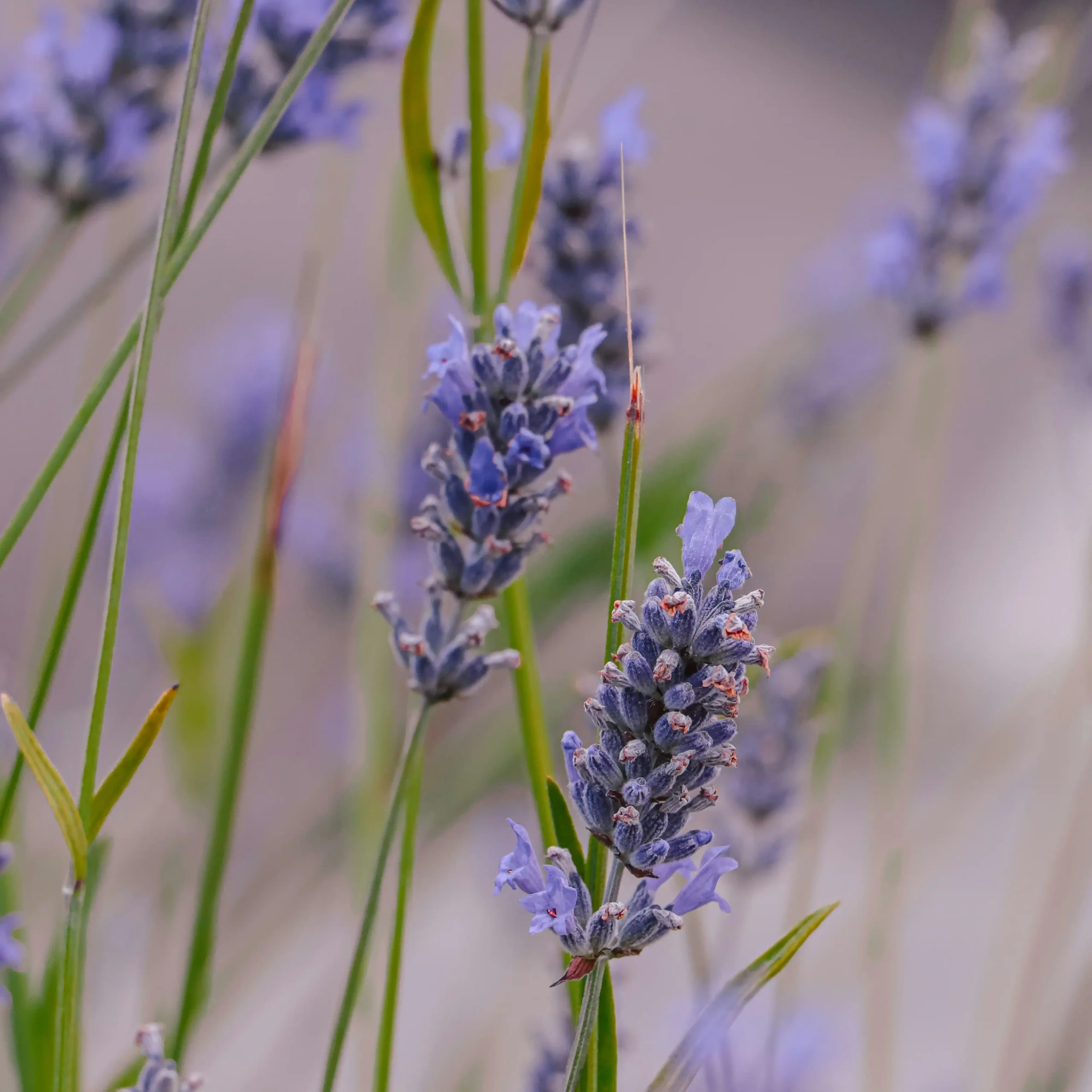 Lavender flowers in bloom, representing calm and relaxatio
