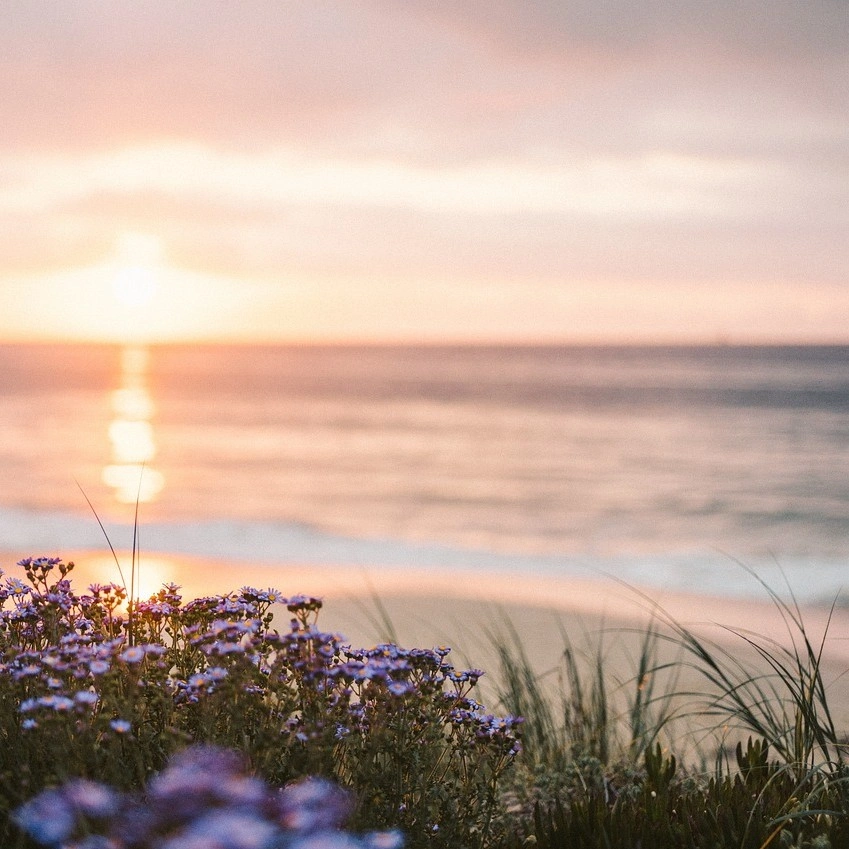 Sunset over the ocean with wildflowers, symbolising peace and reflection